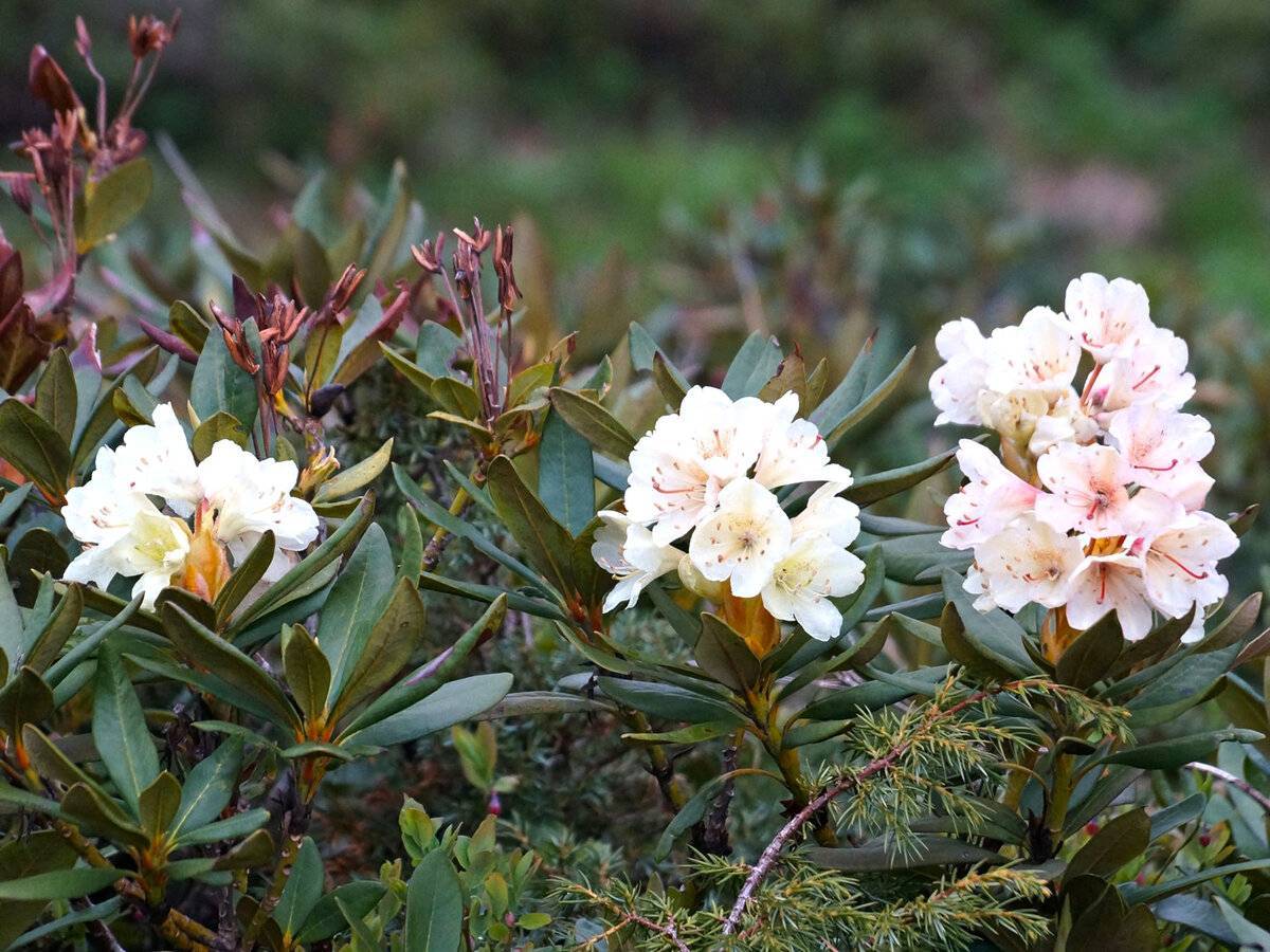 Рододендрон кавказский в горах: когда цветет