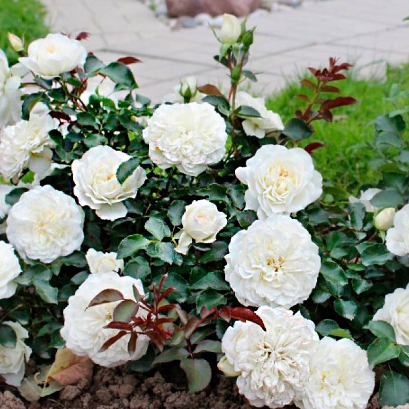 Роза надья мейяндекор идеальный золотистый шраб - дневник садовода flowerbar-ekb.ru