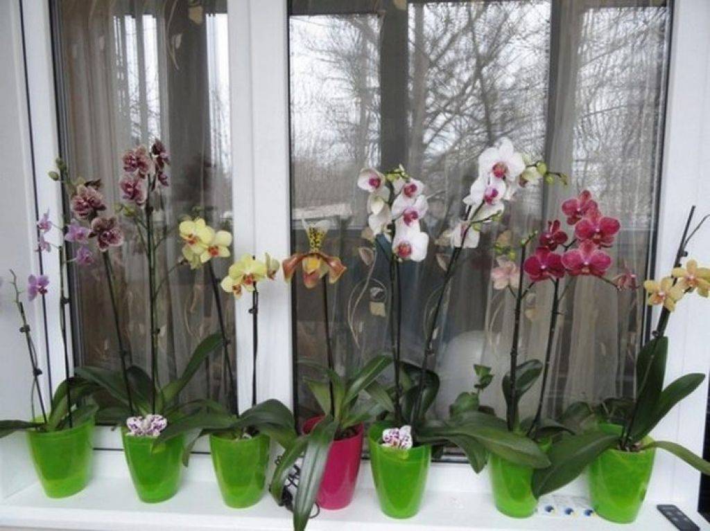 Орхидея дома: приметы и суеверия