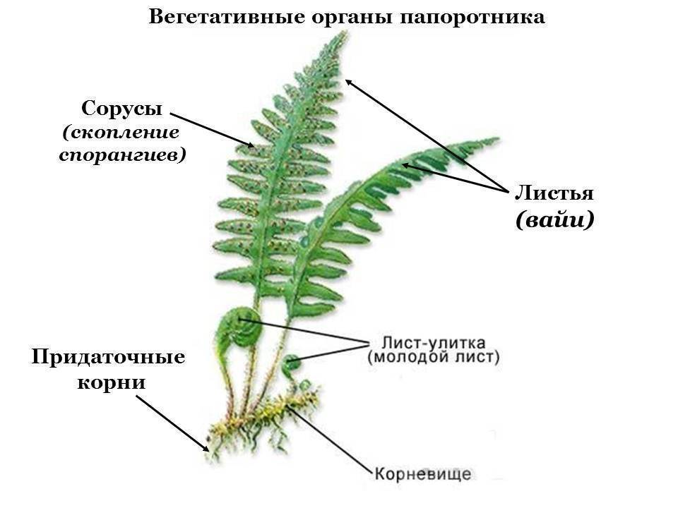 Виды папоротников: описание каждого вида, особенности, выращивание и уход - sadovnikam.ru