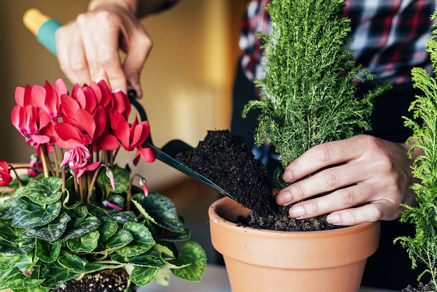 Чем и как подкармливать комнатные цветы в горшках осенью и зимой: лучшие удобрения и важные советы