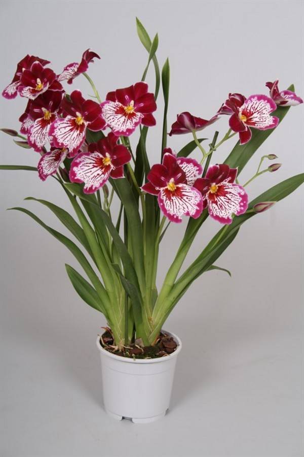 Многообразная орхидея мильтония – тропическая красавица у вас дома