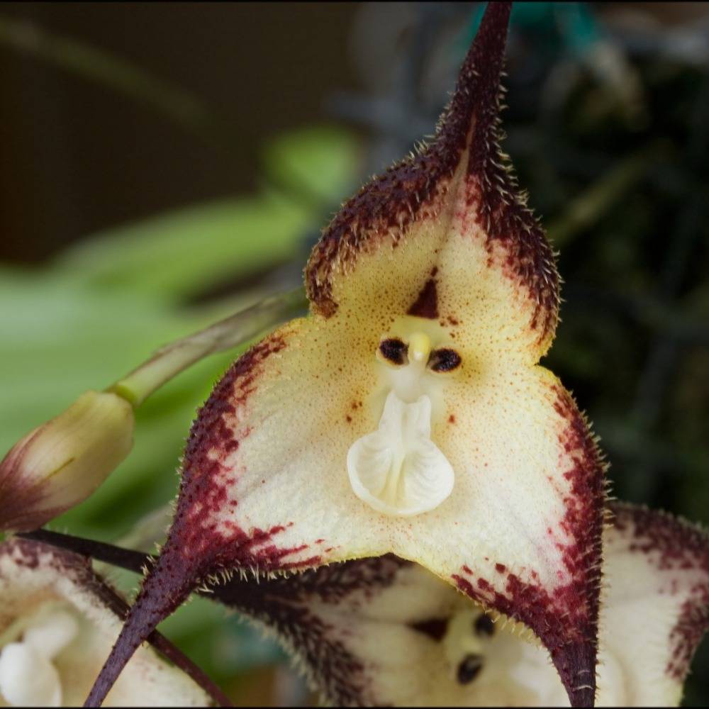Орхидея дракула: особенности, посадка и уход в домашних условиях