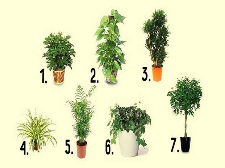 8 лучших комнатных растений-фильтров