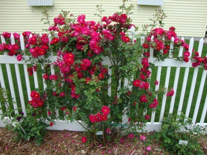 Плетистая роза "джон кэбон" (описание сорта, отзывы, уход, фото)