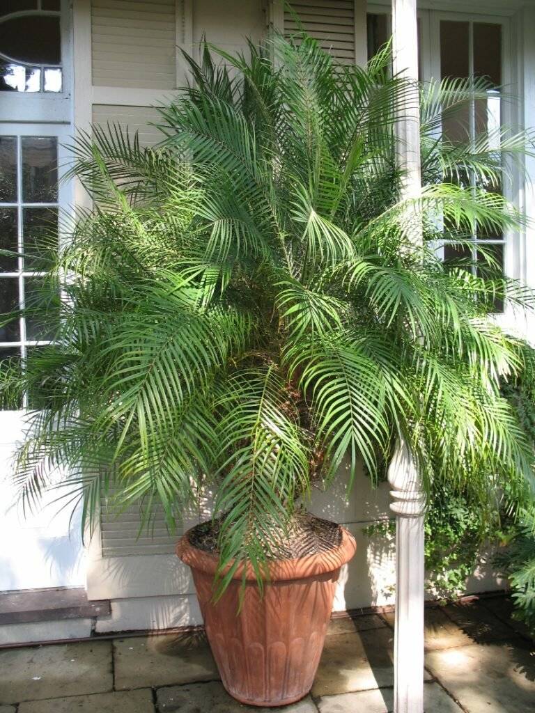 Финиковая пальма из косточки: как вырастить финик дома?