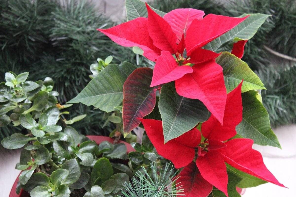 Пуансеттия не краснеет? узнайте, как заставить цвести рождественскую звезду!