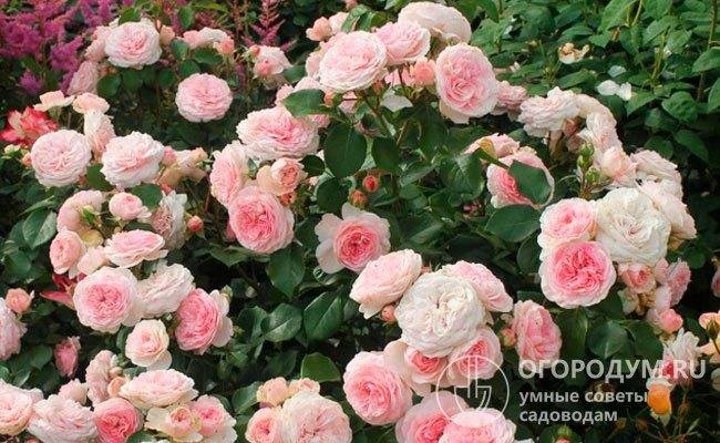 Розы чайно-гибридные и флорибунда: выбираем сорта. фото