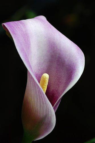 Цветок смерти калла: почему его так называют, особенности лазоревого цветка