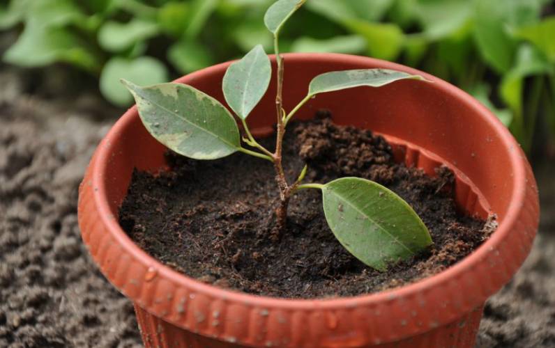 Размножение фикуса каучуконосного в домашних условиях: как укоренить лист, черенок или отводок растения и ухаживать за отростком дальше?