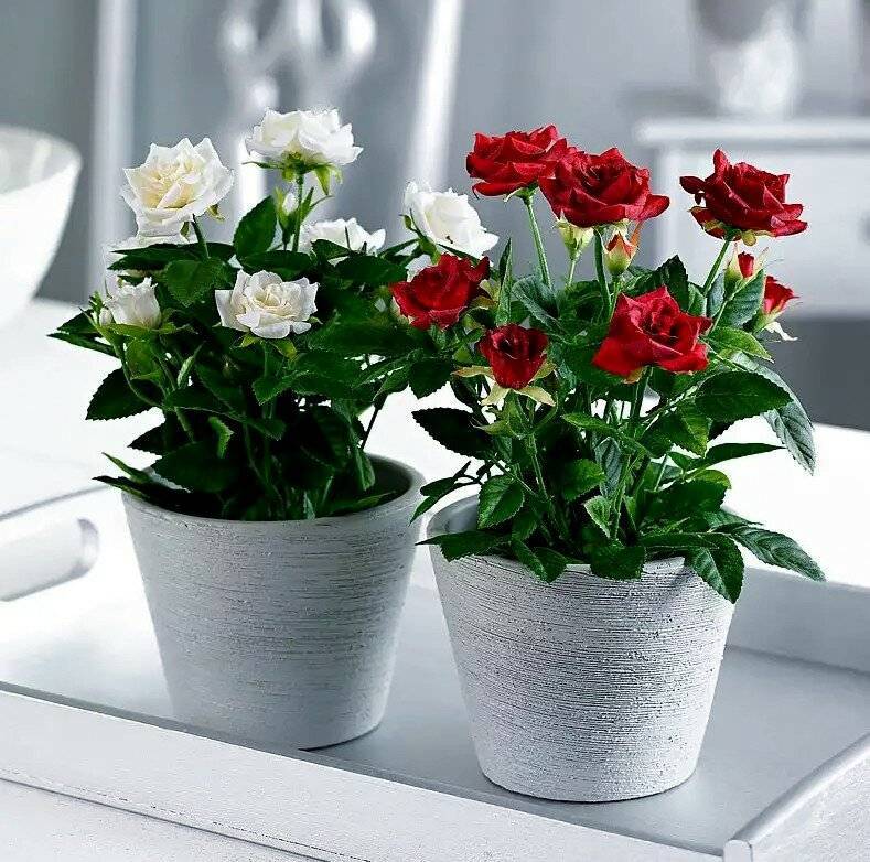 Роза кордана микс: уход в домашних условиях после магазина, адаптация растения