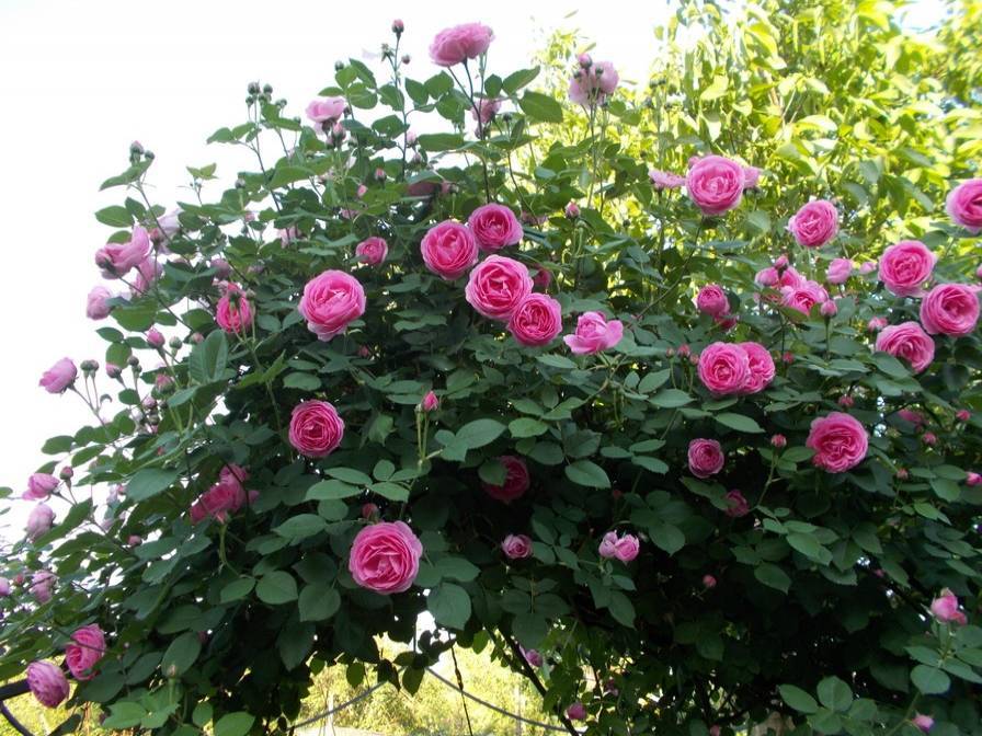 Парковая роза луис одьер -у кого есть такая??: группа декоративные деревья и кустарники