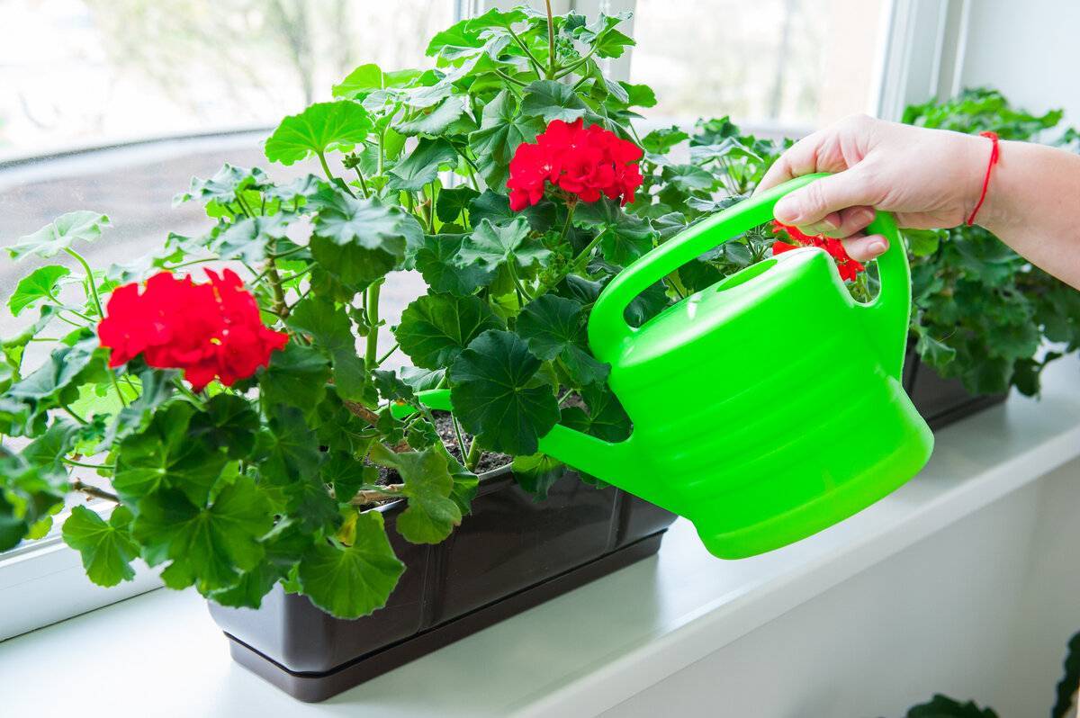 Чем подкормить герань для обильного цветения в домашних условиях: удобрения, йод, перекись