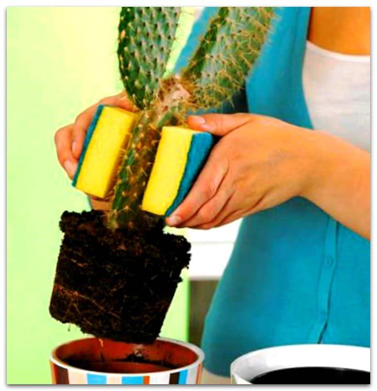Как заставить кактус цвести в домашних условиях, что делать, если не цветет?
