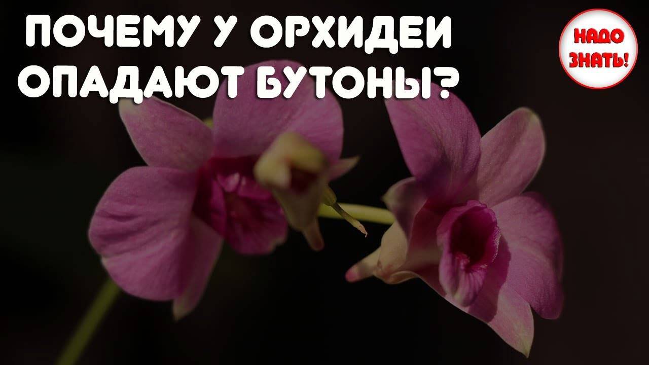 У орхидеи опали цветки: что делать и как сохранить бутоны, почему опадает орхидея - причины увядания, какие меры принять дальше, если растение сбросило цветы?