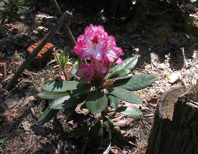 Цветок рододендрон: посадка и уход (+фото)