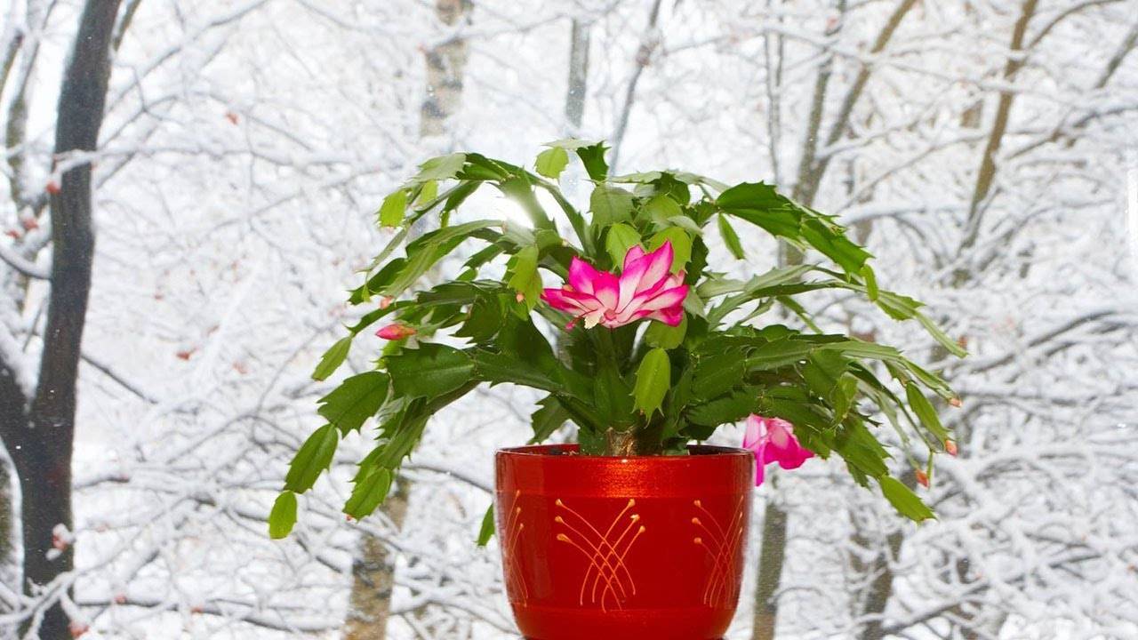 Какие цветы можно выращивать зимой дома в горшках зимой?