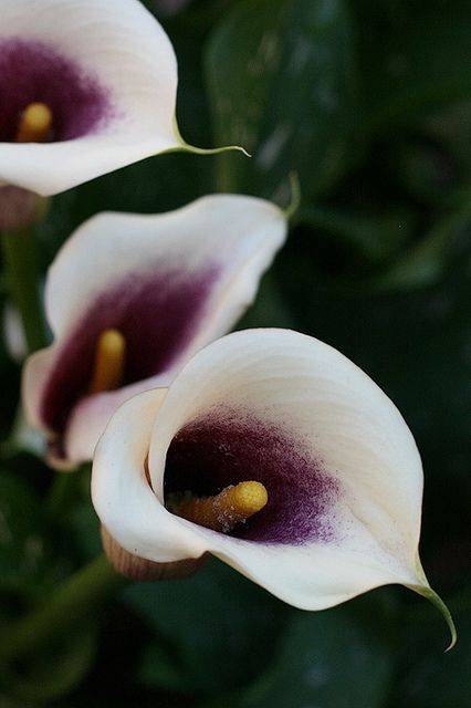 Цветы каллы: фото с описанием, виды цветка, особенности ухода, секреты выращивания и рекомендации цветоводов