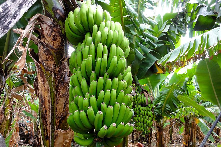 Как растут бананы в природе и в каких странах   