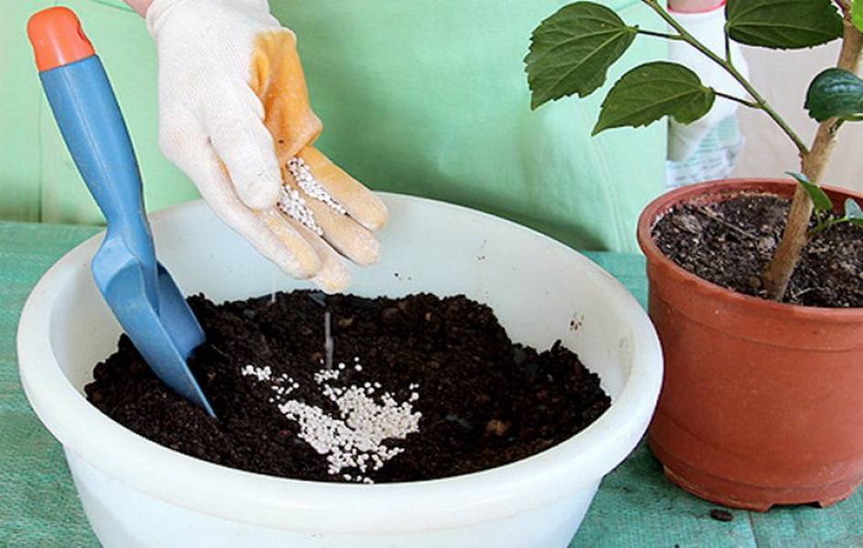 Цветок пуансетия: фото, описание, особенности выращивания в домашних условиях