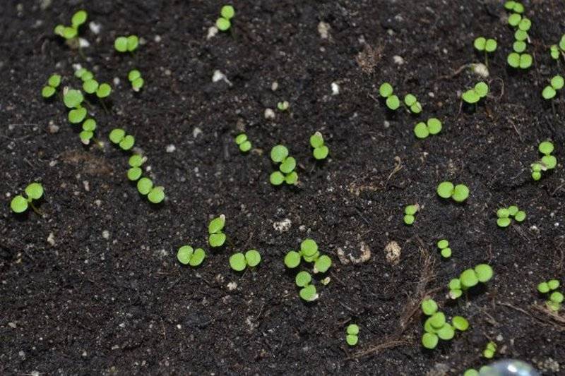 Выращивание цветов маргариток многолетних семенами: посадка и уход, когда сажать