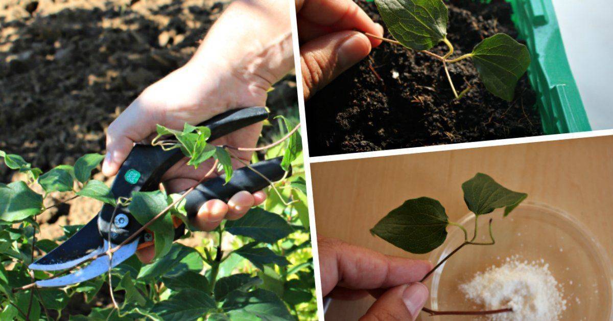 Выращивание клематисов на домашнем участке. особенности размножения растения черенками