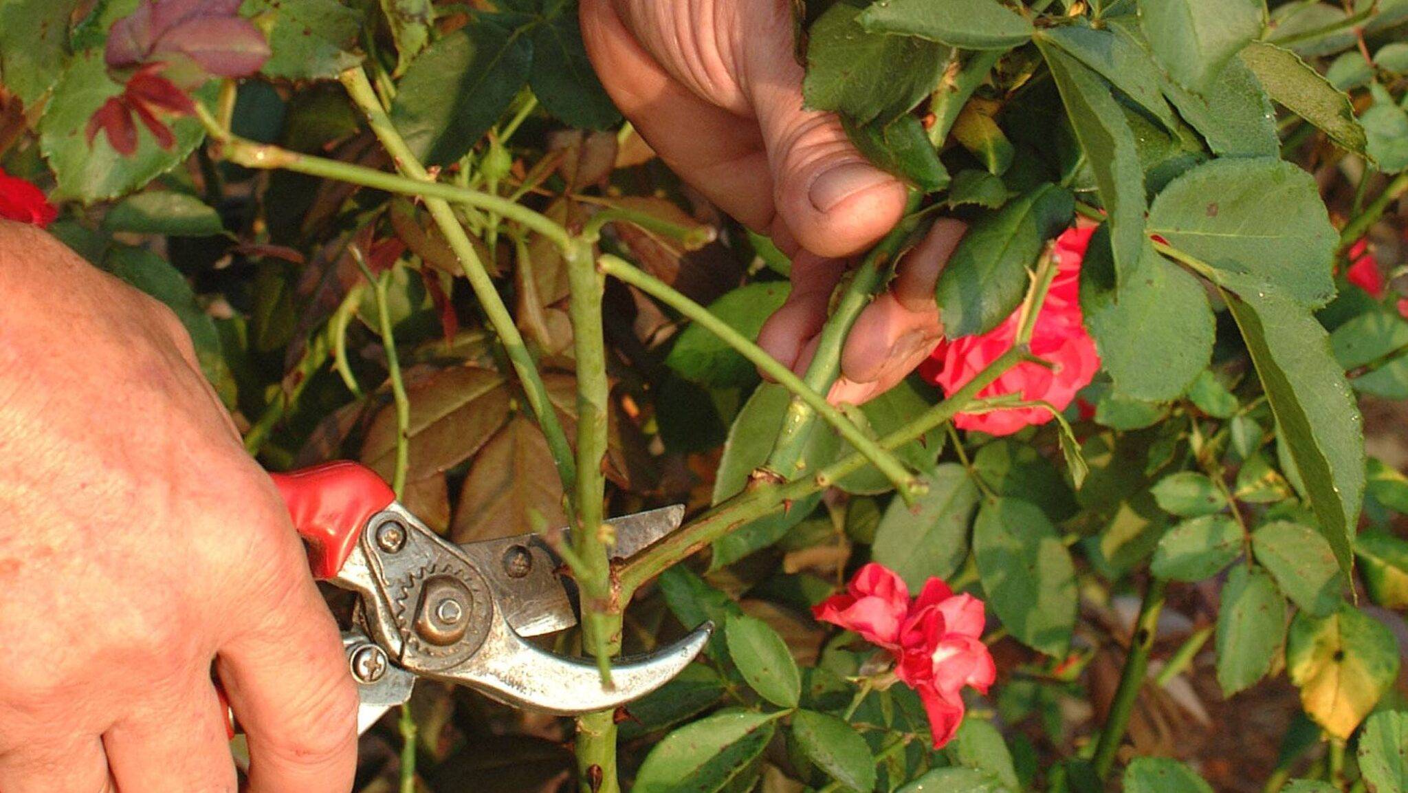 Как вырастить кустовую розу в горшке? описание цветка и правила ухода за ним в домашних условиях