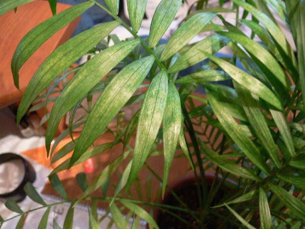 Засыхают листья у хамедореи: какие причины, болезни, вредители, что предпринять