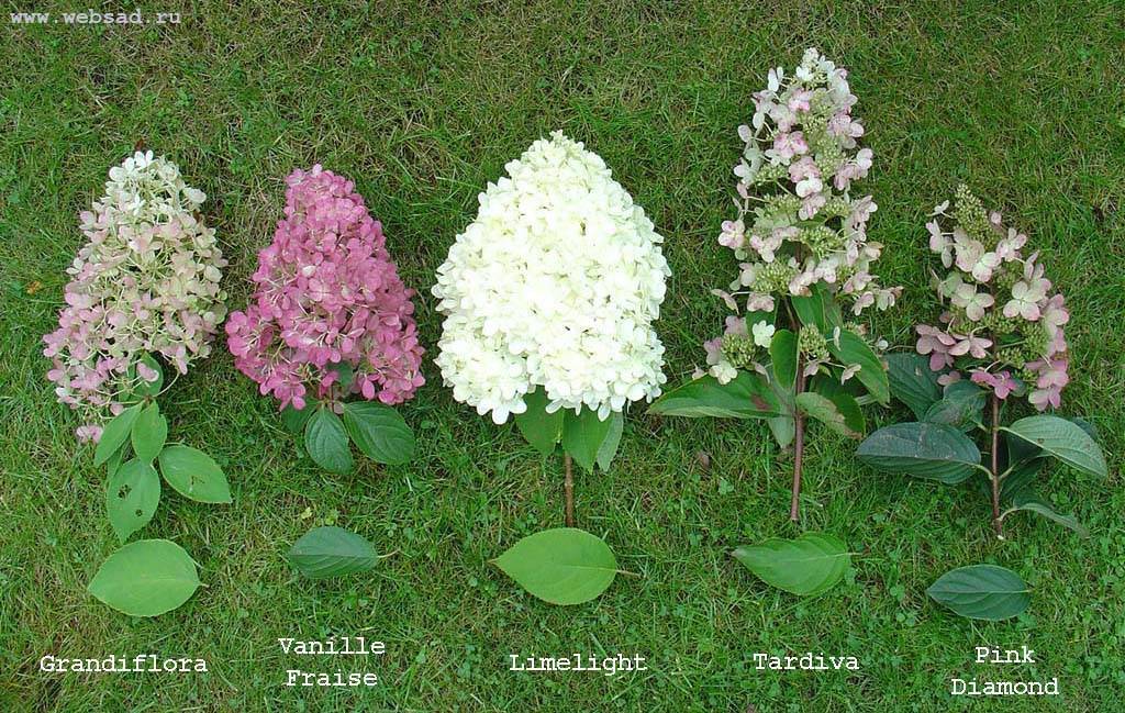 Гортензии в ландшафтном дизайне дачного участка: цветник с метельчатой, спиреей, розой и хвойниками
 - 30 фото