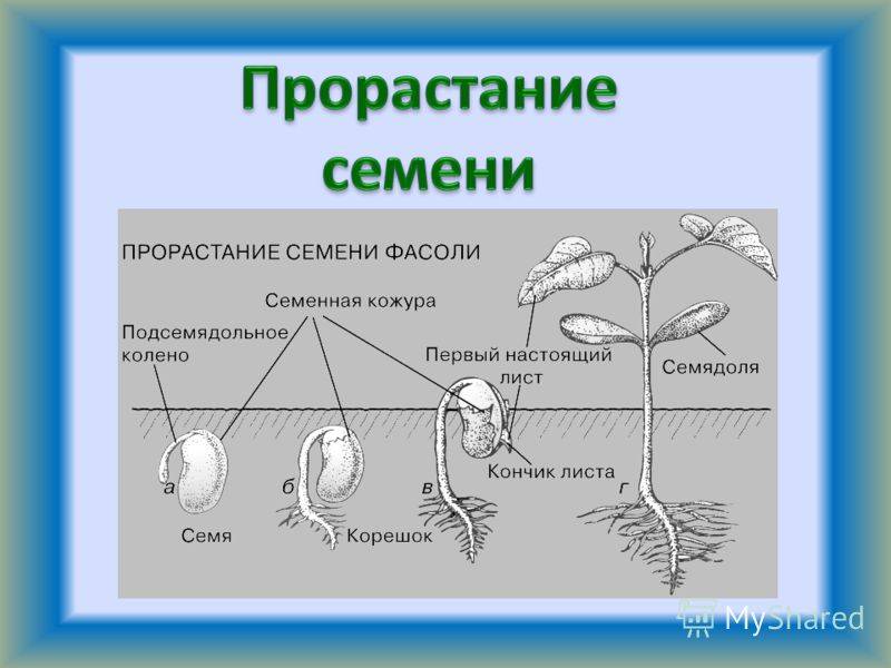 Семя и его строение: кожура, эндосперм, зародыш | 6 класс | биология