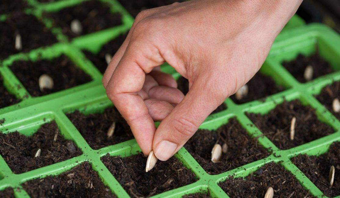 как правильно посадить семена