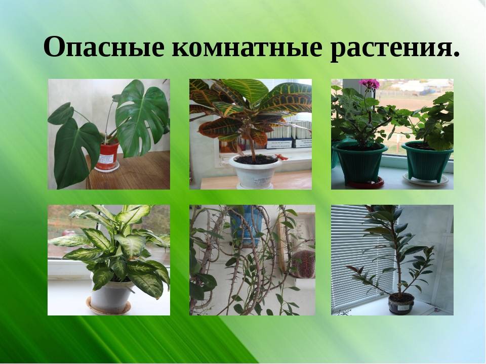 Самые ядовитые растения россии – список растений, фото и описание