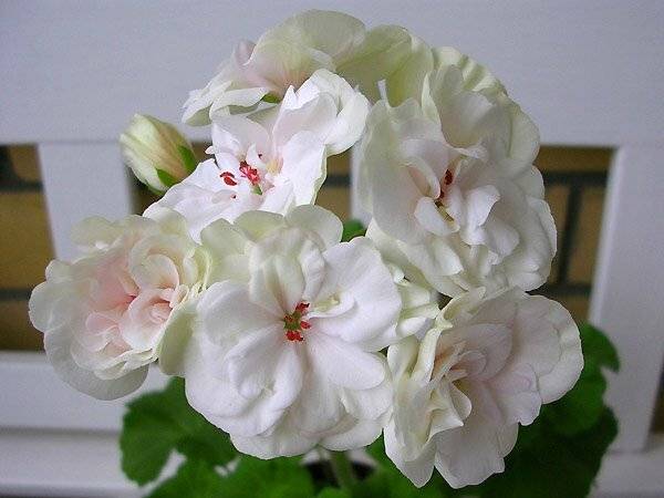 Описание сорта пеларгонии пак вива розита: как выращивать и ухаживать за цветком