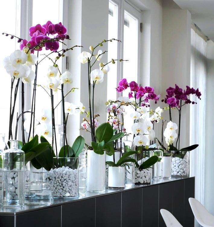 Куда поставить орхидею в квартире: где цветок должен располагаться в доме, можно ли держать на кухне или размещать на холодильнике, на каком окне лучше выращивать? selo.guru — интернет портал о сельском хозяйстве