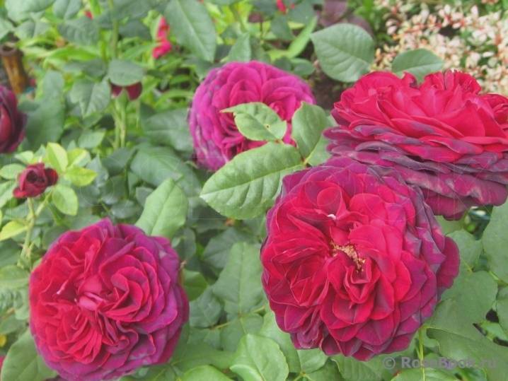 Роза розариум ютерзен (rosarium uetersen). описание сорта, выращивание и уход. фото