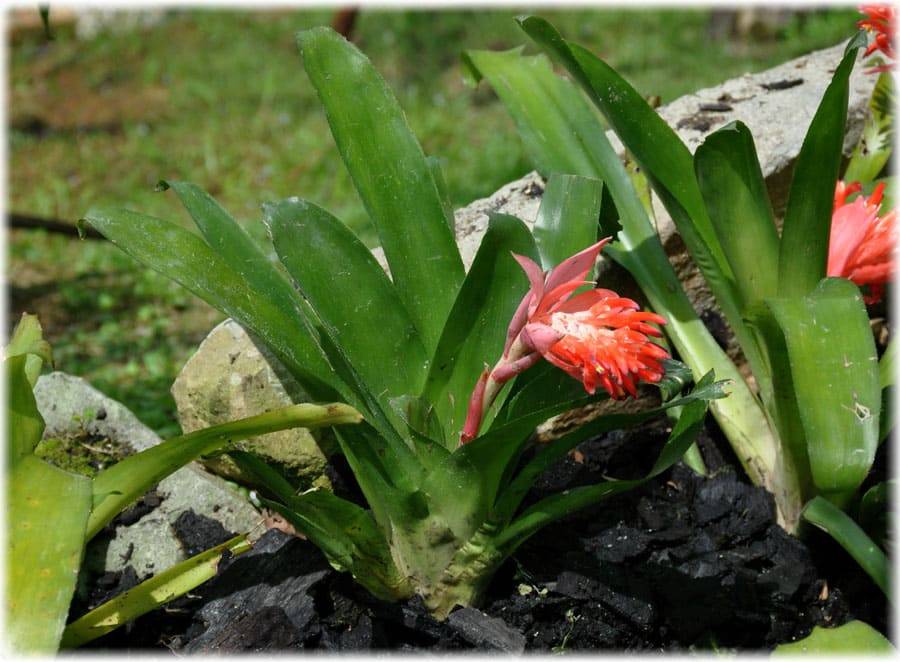 Бильбергия billbergia - виды, уход и выращивание в домашних условиях, размножение