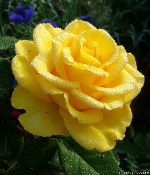 Kerio — солнечная чайно-гибридная голландская роза