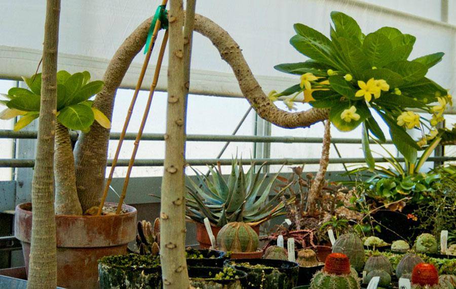 Бригамия: виды комнатного растения великолепная (замечательная) и роки, уход за гавайской пальмой в домашних условиях, а также размножение и вредителидача эксперт