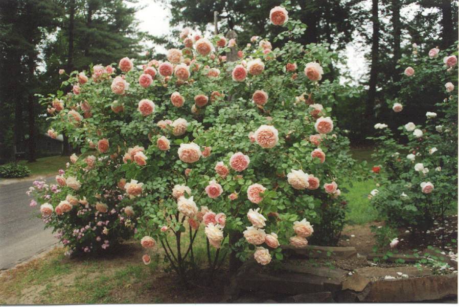 Роза Абрахам Дерби (Abraham Darby) — описание сортового цветка