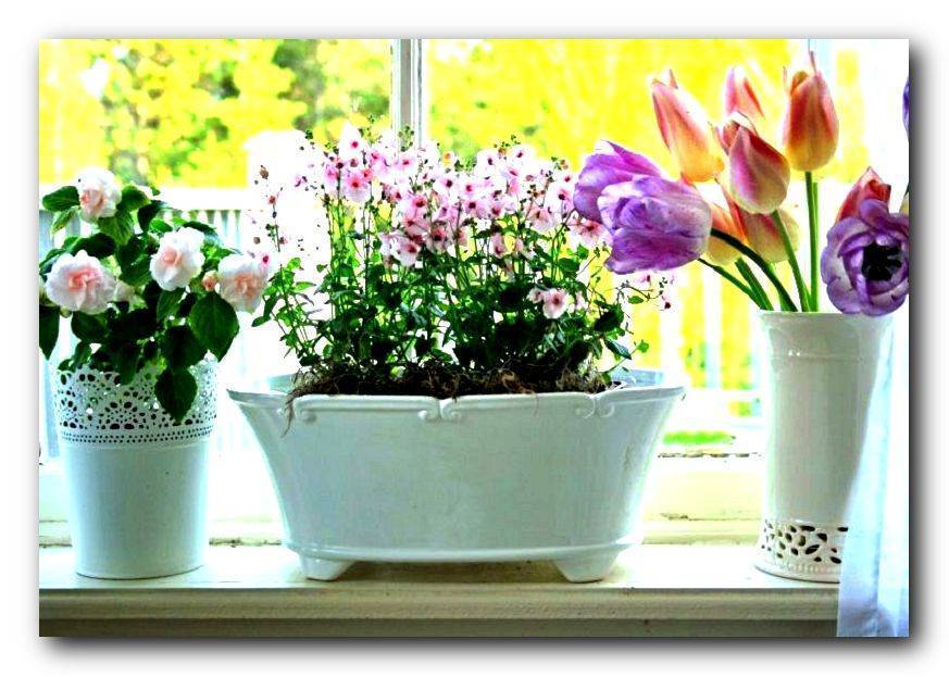 Какие цветы можно держать в спальне: рекомендации по выбору спальных цветов и очистке воздуха