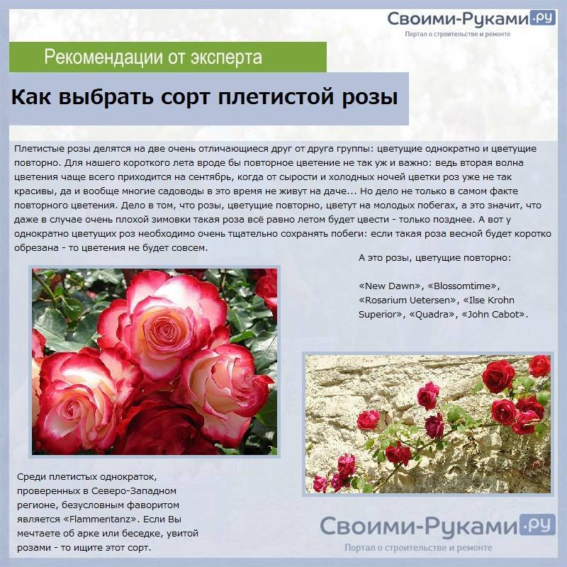 Правила выращивания плетистых роз — особенности посадки и ухода