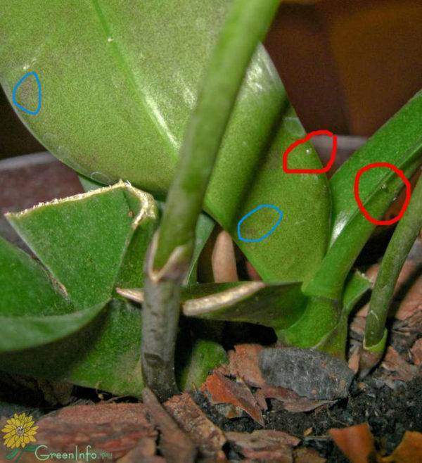 Причины вялых листьев орхидеи: как спасти цветок