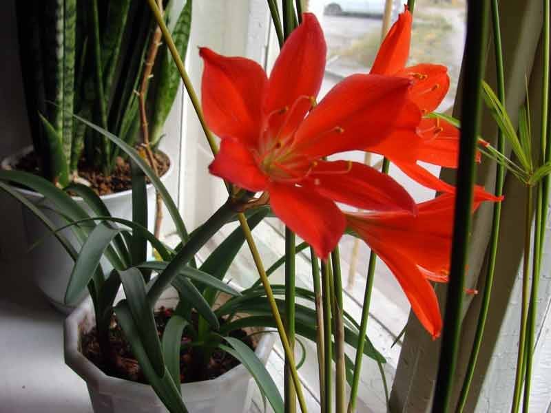 Цветок валлота прекрасная и пурпурная в домашних условиях: фото и правила ухода за комнатным растением
