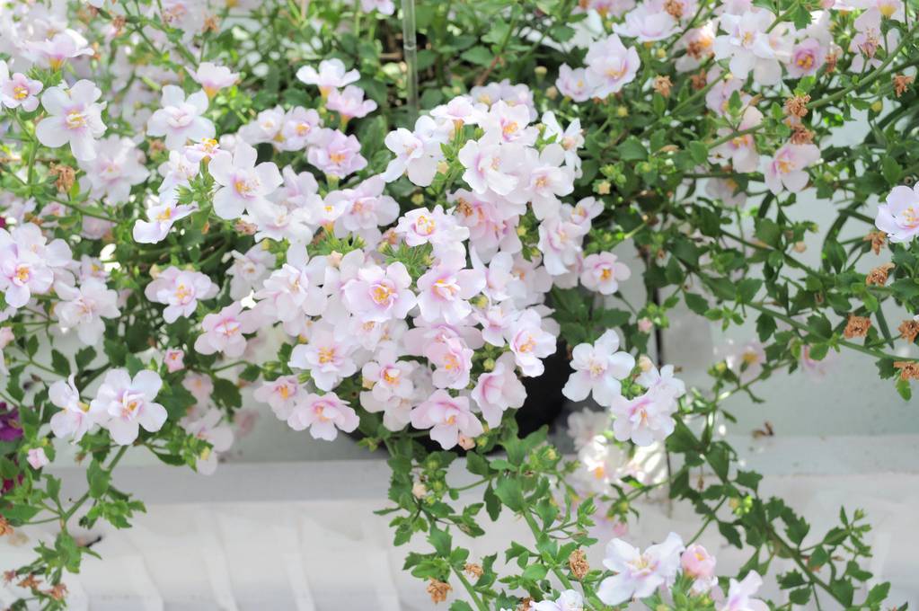 Диасция – нежный садовый цветок, красивый и неприхотливый в уходе