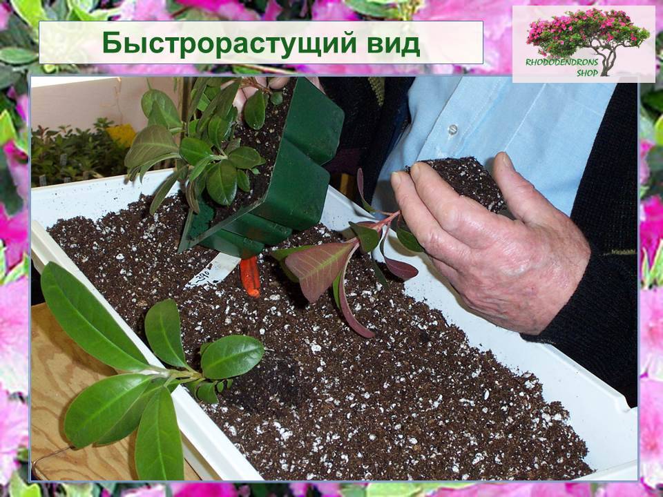 Размножение рододендронов. черенками, отводками, семенами. фото — ботаничка.ru