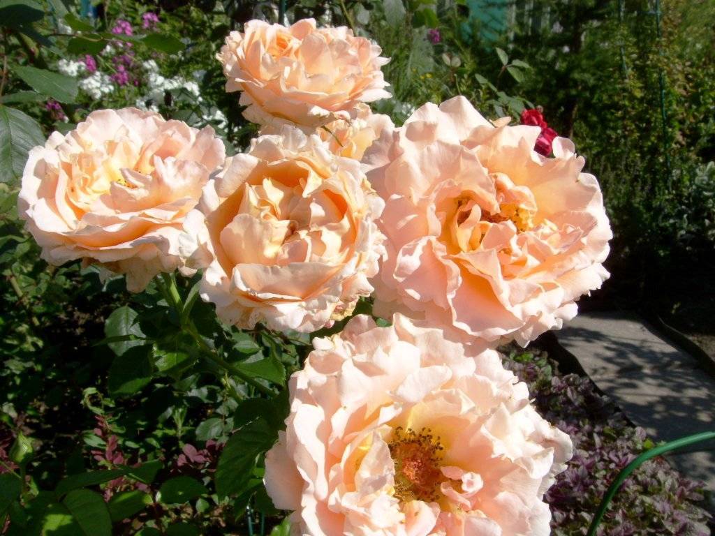 Роза полька: фото и описание, отзывы, когда и как цветет. роза полька: фото + отзывы, советы по выращиванию