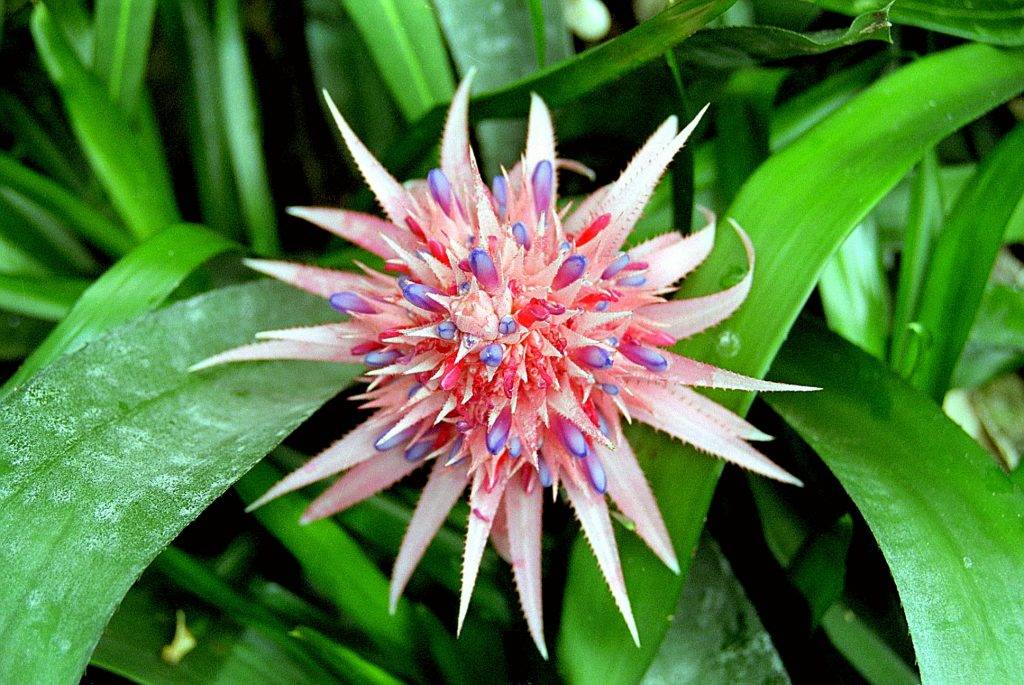 Цветок эхмея: все о выращивании и уходе за растением