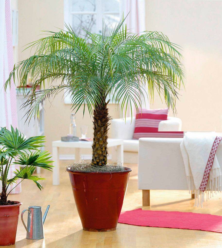 2021 ᐈ ???? (+79 фото) декоративная комнатная пальма в интерьере