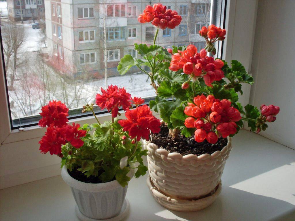 Как ухаживать за геранью - условия для выращивания разновидностей растения в домашних условиях