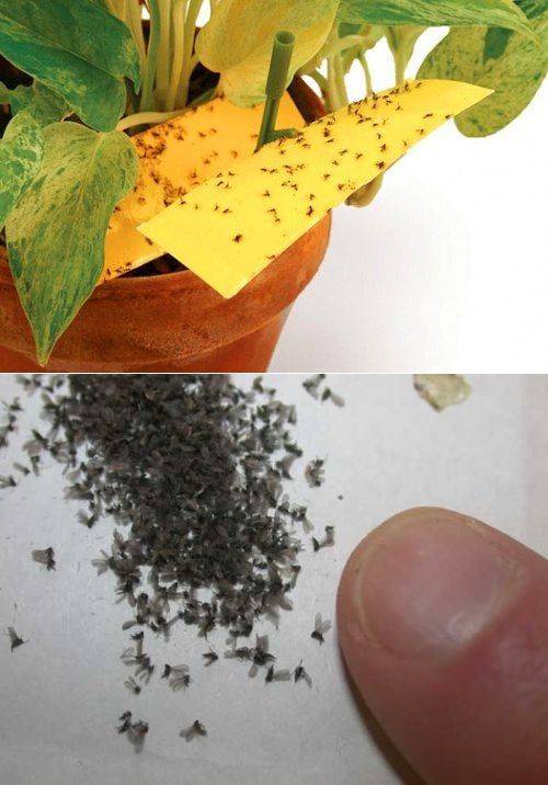 Как избавиться от мошек в цветах комнатных растений, чем выводить, средства от мушек?